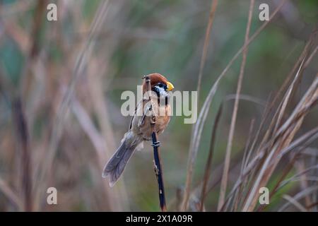 Parc national de Manas, Assam, Inde. Bec de perroquet à poitrine noire, Paradoxornis flavirostris Banque D'Images