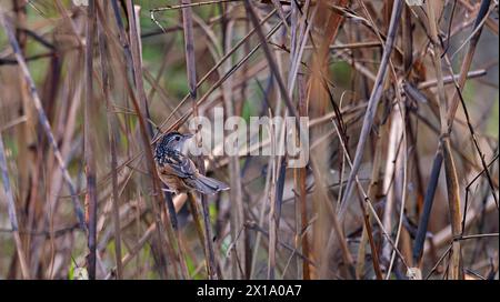 Parc national de Manas, Assam, Inde. Prairie indienne, Graminicola bengalensis Banque D'Images