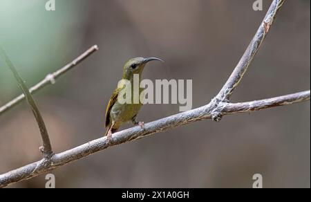 Parc national de Manas, Assam, Inde. Femelle cramoisi sunbird, Aethopyga siparaja Banque D'Images