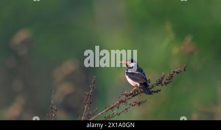 Parc national de Manas, Assam, Inde. Pied indien myna, Gracupica contra Banque D'Images