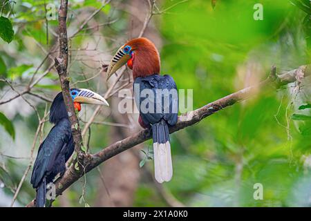 Parc national de Manas, Assam, Inde. Bec de corne à col roux, Aceros nipalensis, vulnérable avec diminution de la population Banque D'Images