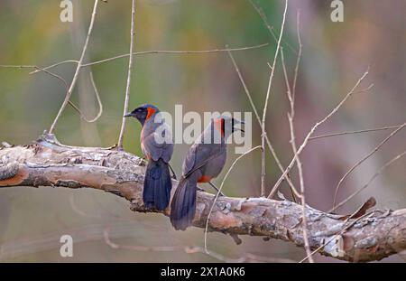 Parc national de Manas, Assam, Inde. Rire à cou roux, Garrulax ruficollis Banque D'Images