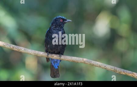 Réserve de tigres de Buxa, Bengale occidental, Inde. Fée asiatique-Bluebird, mâle, Irena puella Banque D'Images