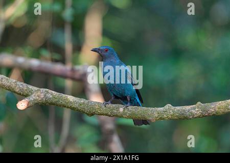 Réserve de tigres de Buxa, Bengale occidental, Inde. Fairy-Bluebird asiatique, femelle, Irena puella Banque D'Images