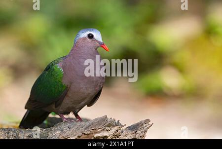 Réserve de tigres de Buxa, Bengale occidental, India.Common Emerald Dove, Chalcopheurs indica Banque D'Images