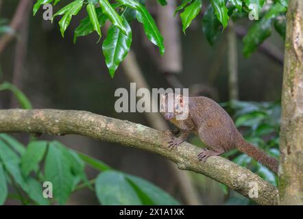 Réserve de tigres de Buxa, Bengale occidental, Inde. Musaraigne des arbres indiens, Tupaia belangeri Banque D'Images