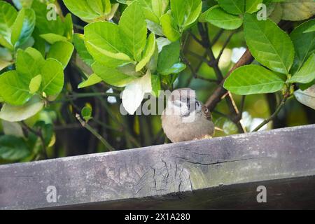 Sparrow est assis sur une clôture en bois dans le jardin. Oiseau dans la nature. Banque D'Images