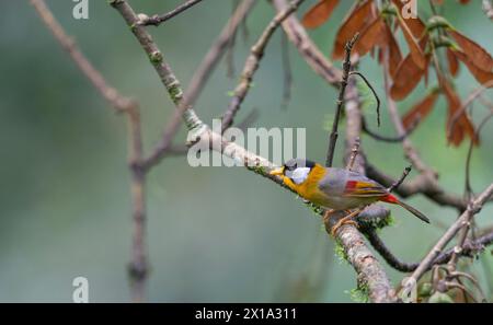 Changthang East Sikkim, Inde. Mésie argentée, Leiothrix argentauris Banque D'Images