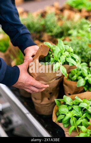 homme client main choisir l'herbe de basilic pour la plantation dans le centre de jardin Banque D'Images