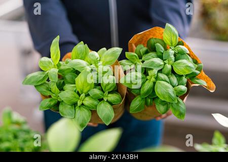 homme client main choisir l'herbe de basilic pour la plantation dans le centre de jardin Banque D'Images