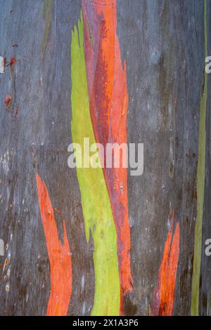 Gros plan vue verticale de l'écorce colorée naturelle d'eucalyptus deglupta aka eucalyptus arc-en-ciel, gomme de Mindanao ou gomme arc-en-ciel - fond artistique Banque D'Images