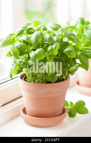 herbe de basilic frais dans un pot en terre cuite Banque D'Images