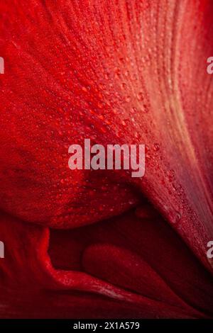 Fleur de noël rouge d'hiver amaryllis Joyeux gros plan de Noël Banque D'Images