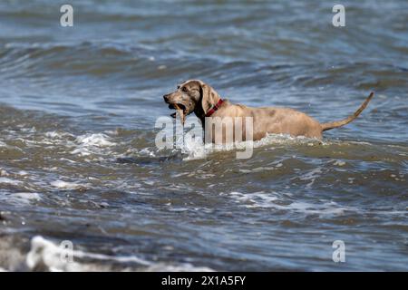 Weimaraner jouant dans la mer à Calshot, Hampshire, Angleterre, Royaume-Uni. Banque D'Images