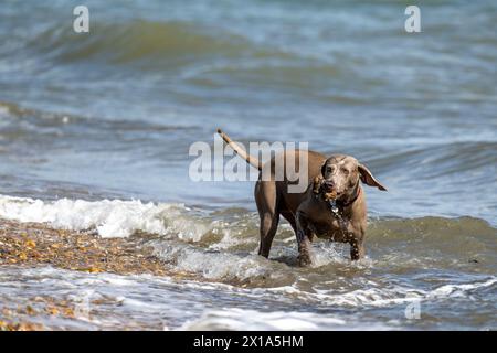 Weimaraner jouant dans la mer à Calshot, Hampshire, Angleterre, Royaume-Uni. Banque D'Images