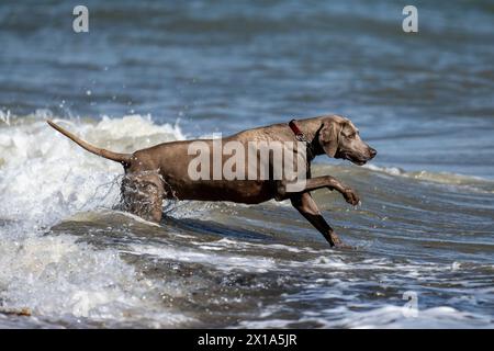 Weimaraner jouant dans la mer à Calshot, Hampshire, Angleterre, Royaume-Uni. Banque D'Images