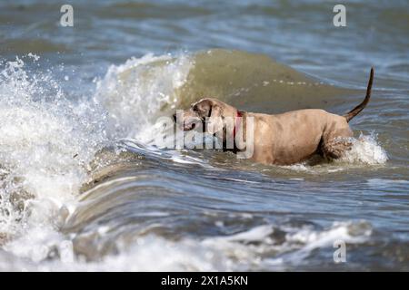 Weimaraner jouant dans la mer à Calshot, Hampshire, Angleterre, Royaume-Uni. Banque D'Images