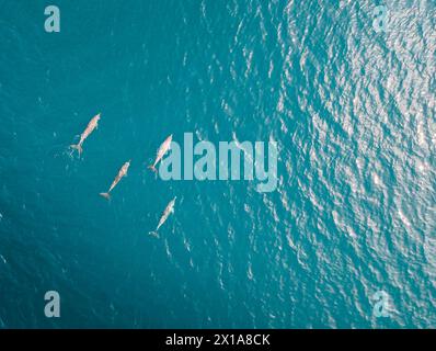 Famille de dauphins nageant ensemble dans l'océan bleu, Maldives, Océan Indien. Banque D'Images