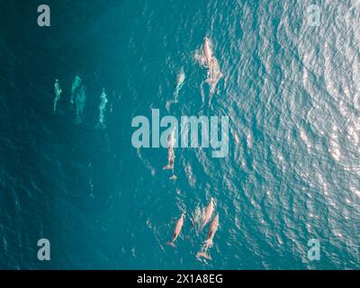 Nage de dauphins aux Maldives, Océan Indien. Banque D'Images