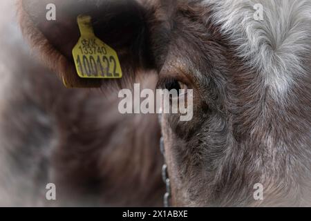 Une vue rapprochée d'une vache et de son œil regardant directement la caméra. RSPB Frampton Marsh, Boston, Lincolnshire, Royaume-Uni Banque D'Images