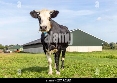 Vache et grange, noir et blanc debout devant, paysage à l'ancienne avec des vaches cornes, regardant la caméra et un ciel bleu Banque D'Images