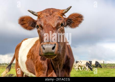 Élevez des vaches ceinturées hollandaises, des bovins Lakenvelder, avec des cornes, du bétail rouge et blanc, regardant la caméra, approchant en avant Banque D'Images