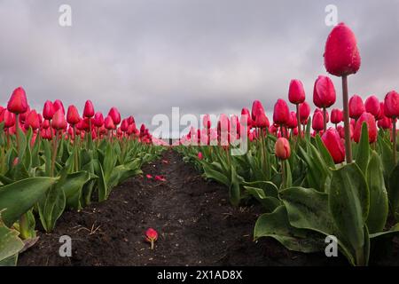 Vue entre deux rangées de tulipes roses un jour de pluie Banque D'Images