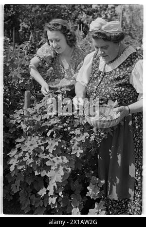 Annie Rosar dans le jardin de lotissement, sur le jardinage. - 19400624 PD0012 - Rechteinfo : droits gérés (RM) Banque D'Images