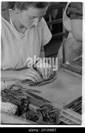 Autriche usine de tabac, pierre d'usine : femme roulant Virginian-cigar, 01.07.1941 - 19410701 PD0558 - Rechteinfo : Rights Managed (RM) Banque D'Images