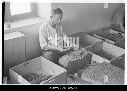Autriche usine de tabac, pierre d'usine : homme au tri des feuilles de tabac, 01.08.1941 - 19410801 PD0229 - Rechteinfo : droits gérés (RM) Banque D'Images