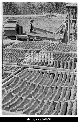 Usine de tabac autrichienne, pierre d'usine. Les feuilles de tabac sont à la pendaison de séchage, 01.08.1941 - 19410801 PD0235 - Rechteinfo : droits gérés (RM) Banque D'Images