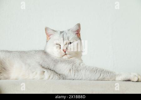 Chat argenté short-air britannique se trouve sur le canapé. Animal domestique à la maison. Banque D'Images