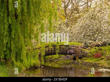 Willow and Prunus - cerisier blanc en fleurs autour d'un pont de style japonais dans le jardin de l'île japonaise à Regent's Park, Londres Banque D'Images