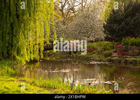 Willow and Prunus - cerisier blanc en fleurs autour d'un pont de style japonais dans le jardin de l'île japonaise à Regent's Park, Londres Banque D'Images