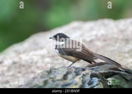 Pied fantail malaisien (Rhipidura javanica) adulte célibataire perché sur rocher, Wat Tham, Thaïlande Banque D'Images