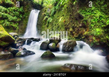 Belles cascades des Açores - Salto do Prego, ruisseau vert dans la forêt tropicale Banque D'Images