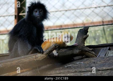 East Javan Langur atau Lutung Jawa (Trachypithecus auratus) est un primate endémique javanais et balinais qui est de plus en plus pressé. Banque D'Images