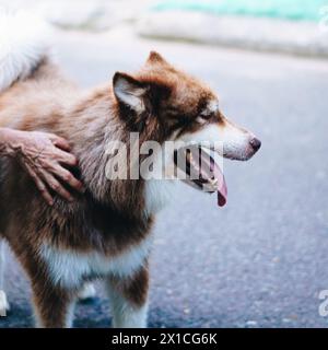 Gros plan portrait gros chien Malamute blanc brun d'Alaska. Vieille dame main prend soin de l'animal de compagnie Banque D'Images