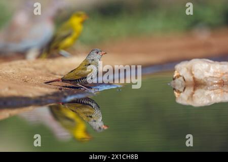 Femelle Pytilia ailée verte le long du trou d'eau avec réflexion dans le parc national Kruger, Afrique du Sud ; espèce Pytilia melba famille des Estrildidae Banque D'Images