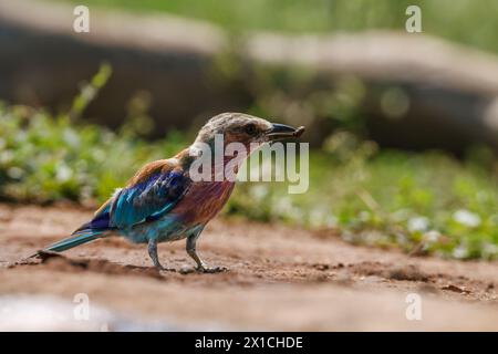 Rouleau de poitrine lilas sur le sol avec insecte proie dans le parc national Kruger, Afrique du Sud ; espèce Coracias caudatus famille des Coraciidae Banque D'Images