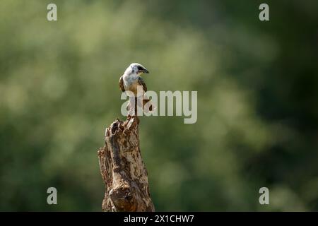 Shrike couronné blanc debout sur une bûche isolée en fond naturel dans le parc national Kruger, Afrique du Sud ; espèce Eurocephalus anguitimens famille o Banque D'Images