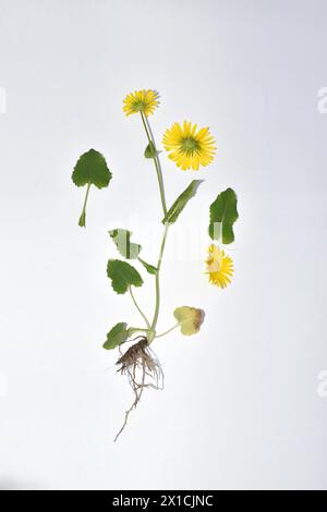 Fleur jaune de Doronicum, sa tige, ses feuilles et son système racinaire sur fond blanc. Banque D'Images