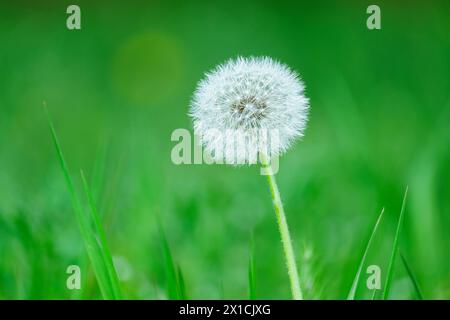 Un pissenlit simple, une plante à fleurs aux pétales jaunes, se distingue dans l'herbe verte d'un paysage naturel. Son pollen peut être vu de près en macrophotographie Banque D'Images