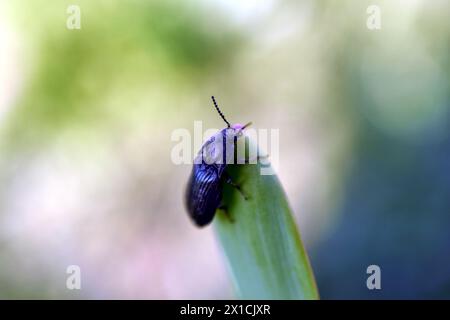 Insecte filaire ou casse-noisette, larves brun-jaune mangent des légumes poussant dans le jardin. Banque D'Images