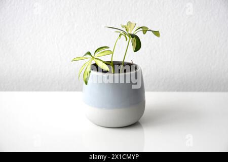 Schefflera ou Heptapleurum arboricola variegata, alias arbre parapluie nain. Plante d'intérieur avec variégation jaune dans un pot en céramique bleu. Banque D'Images