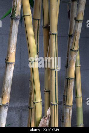 Arbres de bambou jaunes. Culme de bambou. C'est un bambou en cours d'exécution avec une bande jaune distinctive dans le sillon culm, espace pour le texte, Focus sélectif. Banque D'Images