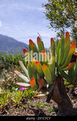 Fan aloe pousse dans la nature. Arbuste Aloe plicatilis avec de grandes feuilles orange vert. Usines d'Afrique du Sud. Papier peint végétal coloré, cactus Banque D'Images