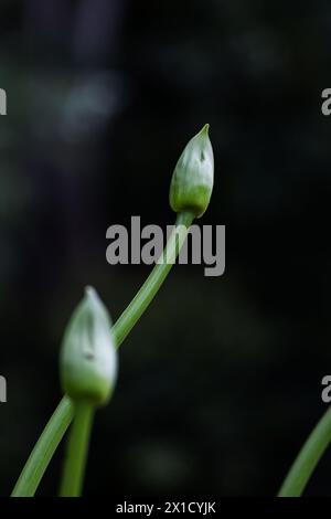 Deux têtes non ouvertes d'une fleur d'Agapanthus, détail rapproché. Papier peint floral botanique, vert foncé. Bourgeon d'un lis africain à un stade précoce avec un St Banque D'Images