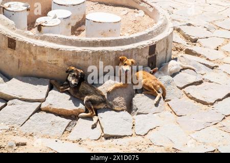 Les chiens sauvages et sauvages cherchent refuge contre le soleil, le barrage d'Assouan High. Égypte Banque D'Images