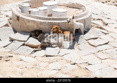 Les chiens sauvages et sauvages cherchent refuge contre le soleil, le barrage d'Assouan High. Égypte Banque D'Images